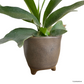 Staghorn Fern in Bistre Pot