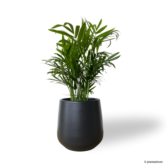 Bamboo Palm in Sabel Pot