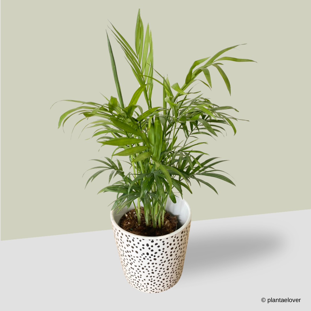Bamboo Palm in Polka Pot