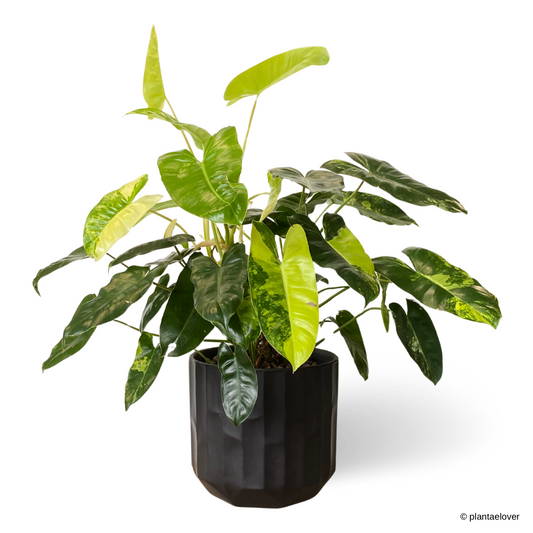 Philodendron Burle Marx Variegated in Coal Pot