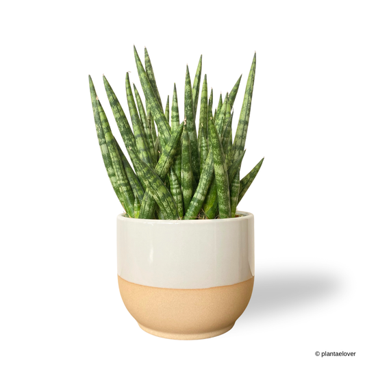 Sansevieria Cylindrica in Float Pot