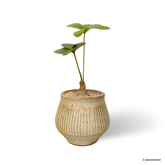 Cardboard Palm in Cashew Pot