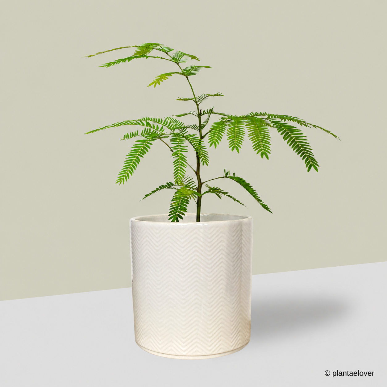Japanese Everfresh Tree in Lace Pot