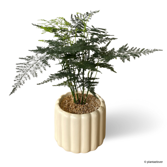 Asparagus Fern in Eclairs Pot