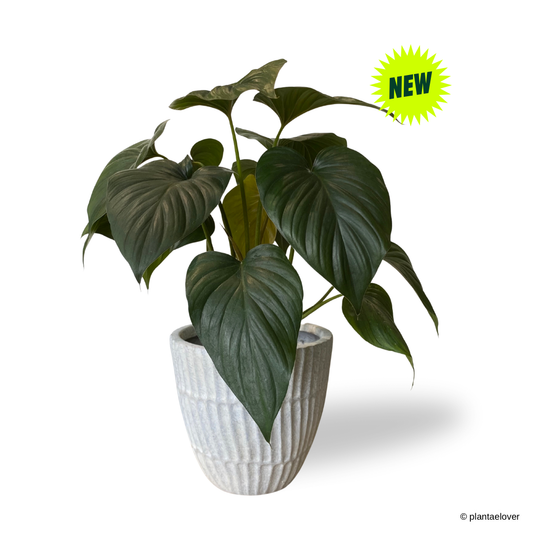 Homalomena Emerald Gem in Plantium Pot