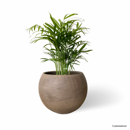 Chamaedorea Elegans in SPANG Pot