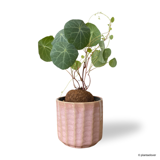 Stephania Cepharantha in Azure Pot