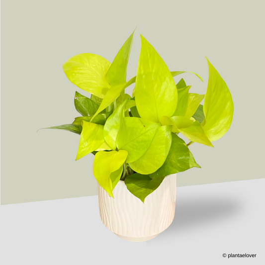 Neon Pothos in Airy Pot