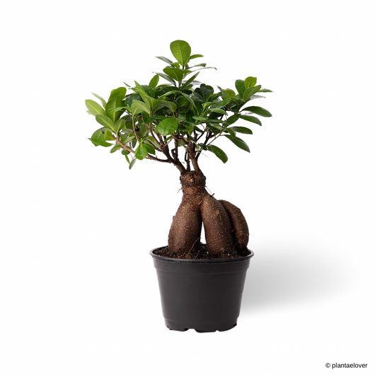 Ficus Retusa