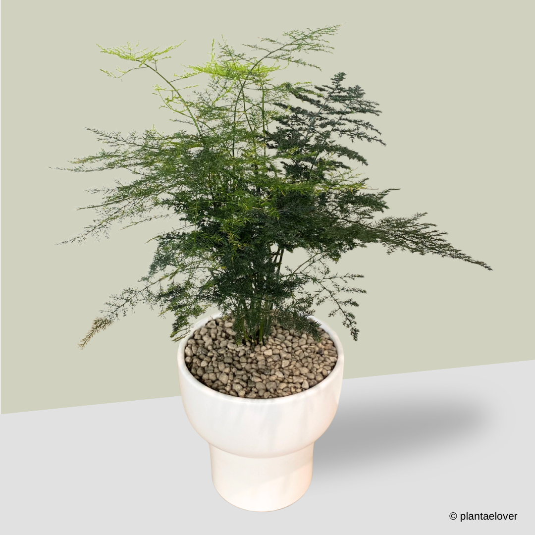 Asparagus Fern in Dodo Pot