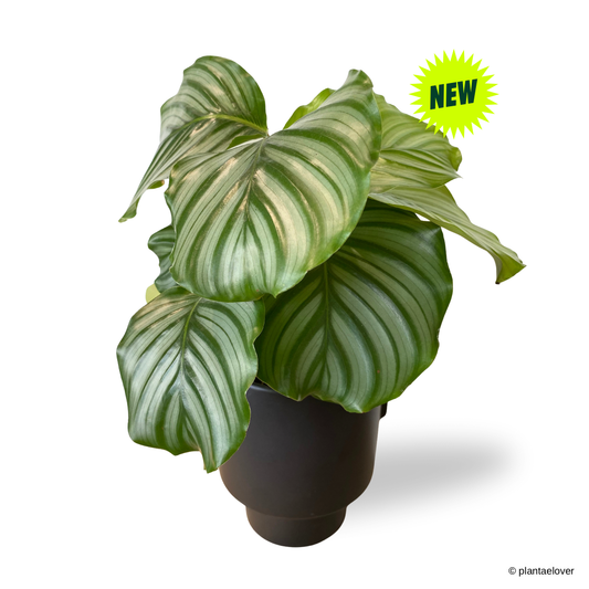 Calathea Orbifolia in Aurora Pot