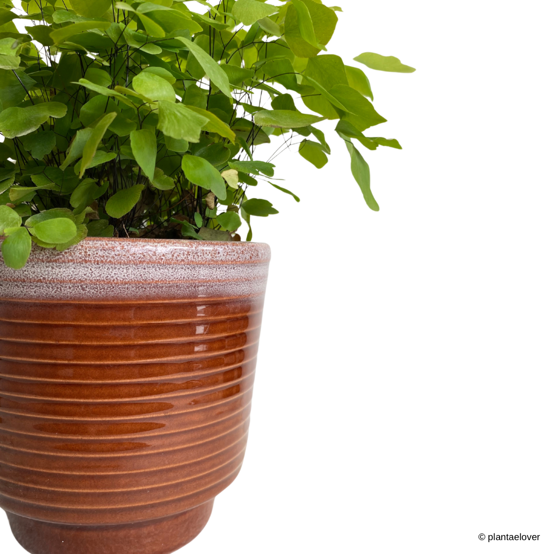 Maidenhair Fern in Tawny Pot