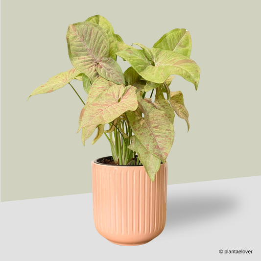 Syngonium Confetti in Peach Pot