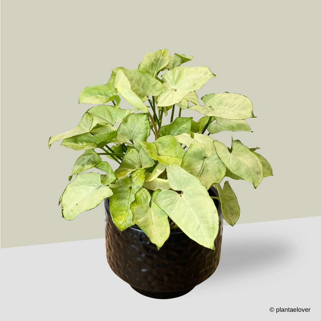 Syngonium Pixie in Moonlight Pot
