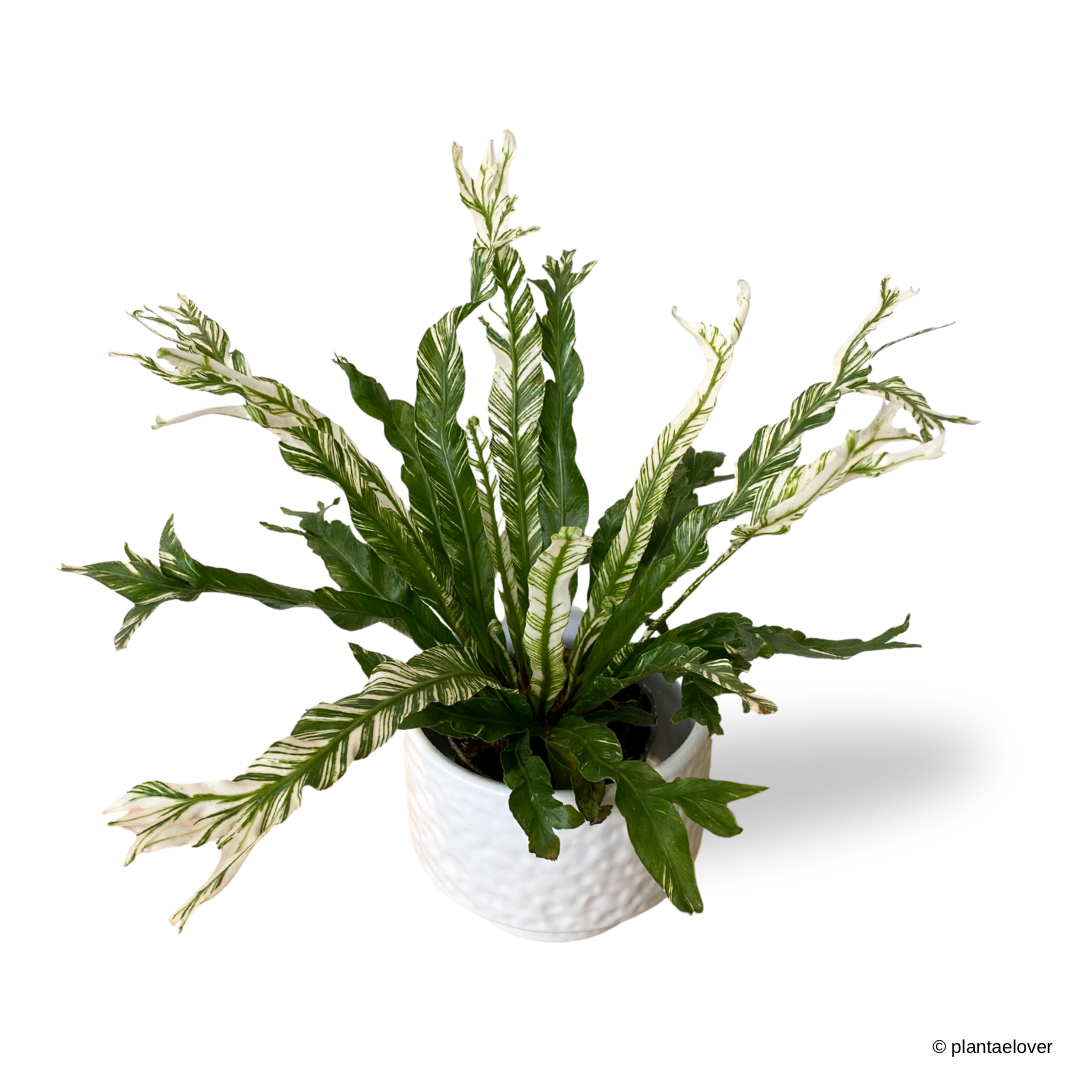 Bird’s Nest Fern Variegata in Moonlight Pot