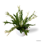 Bird’s Nest Fern Variegata in Moonlight Pot