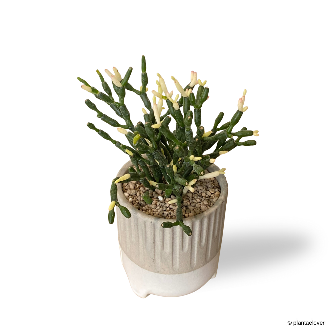 Dancing Bones Cactus in Spatial Pot