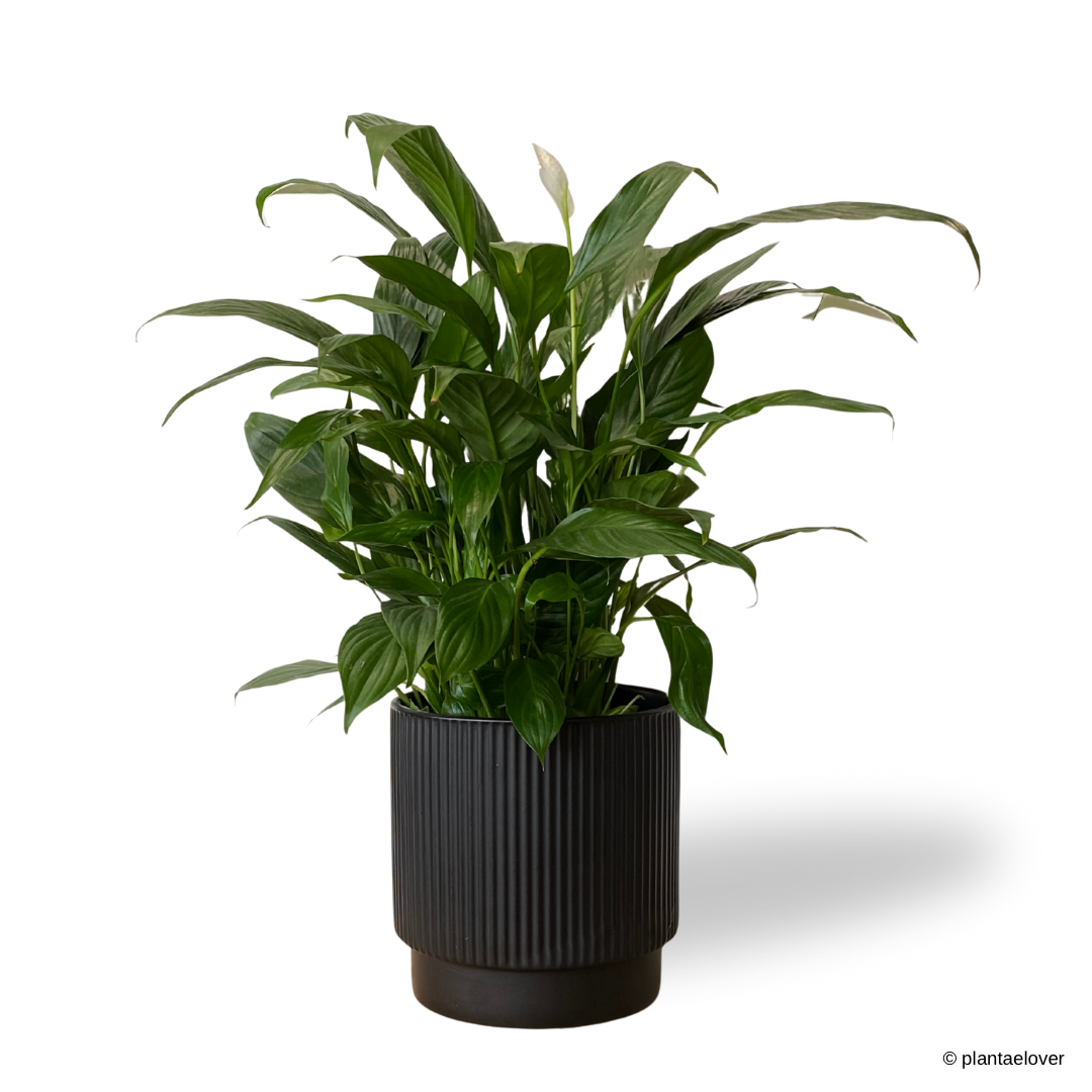 Peace Lily in Cylindrica Pot