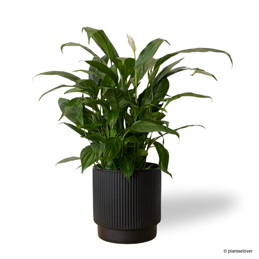 Peace Lily in Cylindrica Pot
