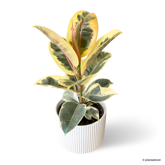 Ficus Elastica ‘Tineke’ in Jasmine Pot