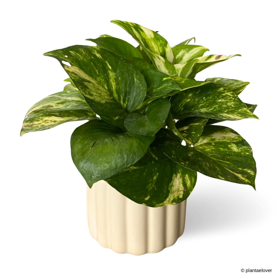 Golden Pothos in Eclairs Pot