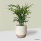 Bamboo Palm in Glacier Pot