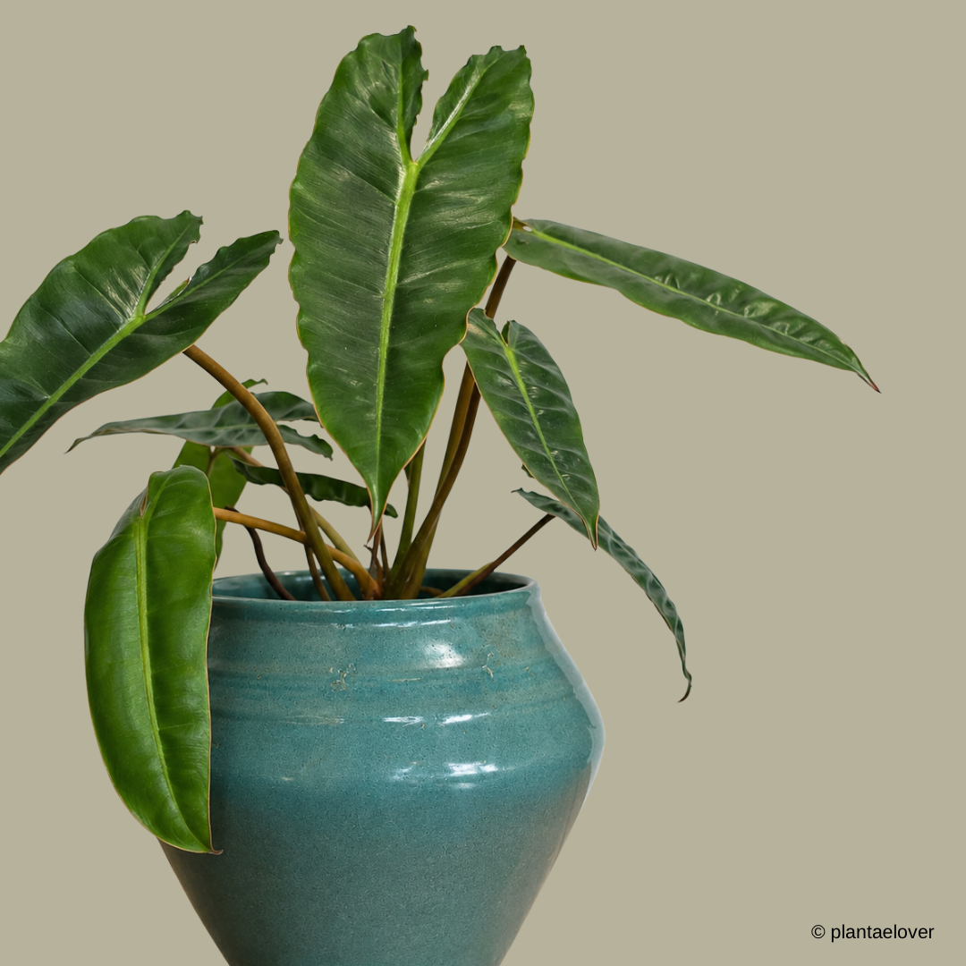 Philodendron Billietiae in Jade Pot