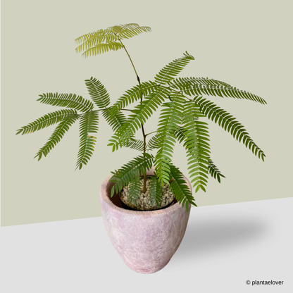 Japanese Everfresh Tree in Cotton-Candy Pot