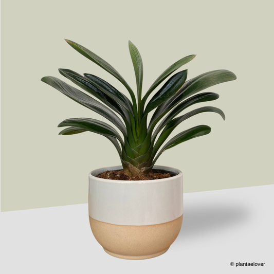 Bush Lily in Float Pot