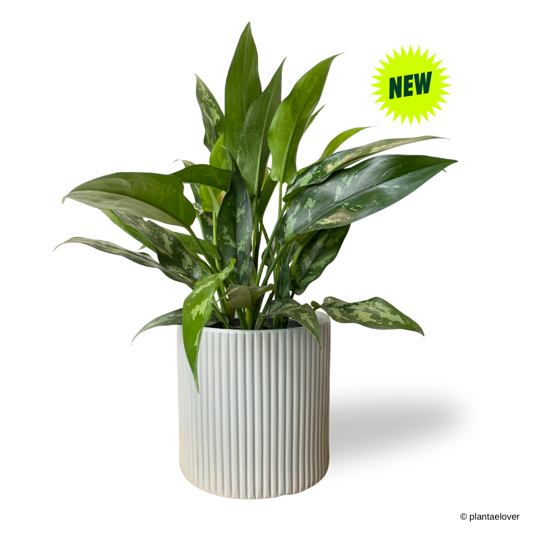 Aglaonema Maria in Cylindrica Pot