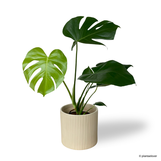 Monstera Deliciosa in Cylindrica Pot