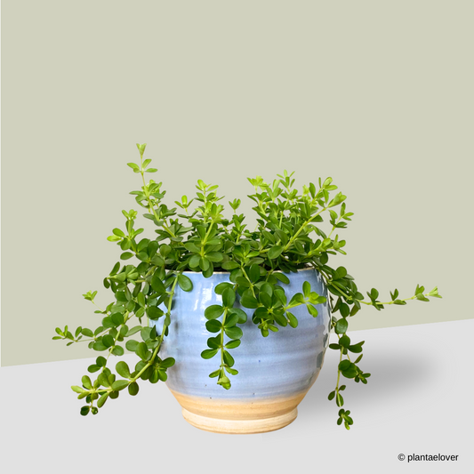 Peperomia Deppeana in Cornflower Pot
