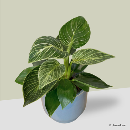 Philodendron Birkin in Carolina Pot