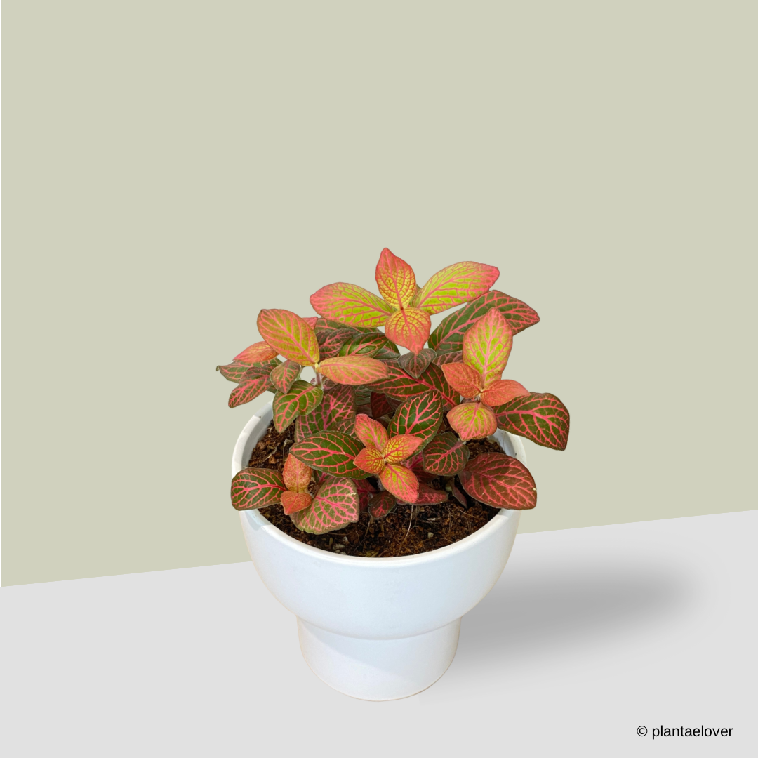 Fittonia in Dodo Pot
