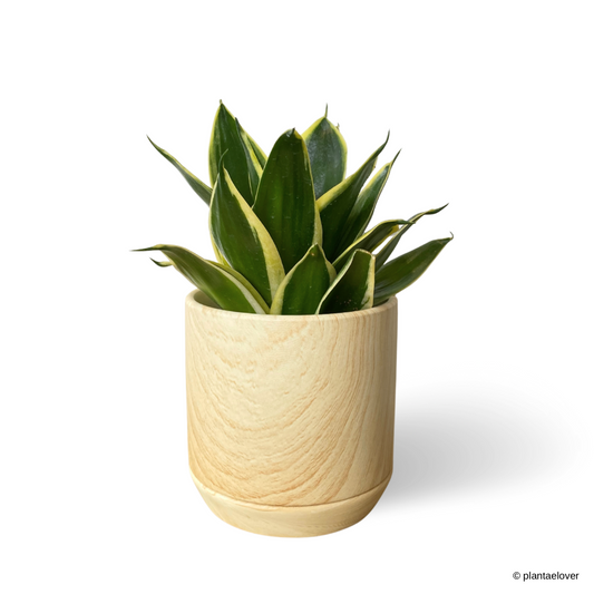 Sansevieria Hahnii Jade Marginata in Walnut Pot