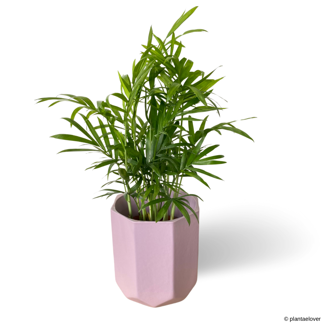 Bamboo Palm in Lilac Pot