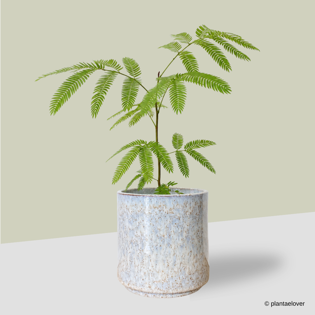 Japanese Everfresh Tree in Maria Portugal Pot