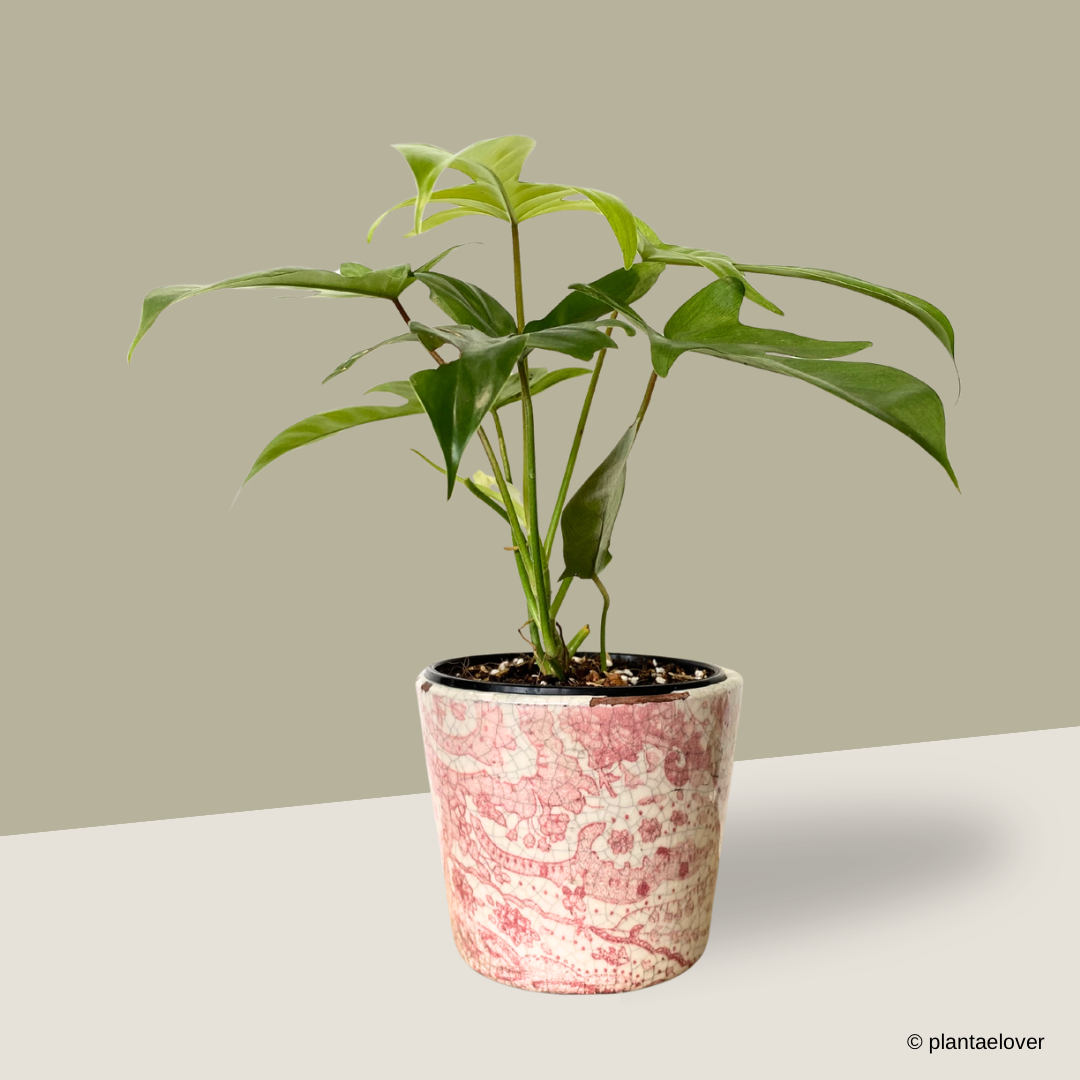 Philodendron Florida Ghost in Heritage Pot