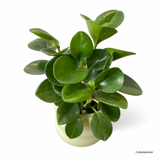 Peperomia Obtusifolia in Bagel Pot