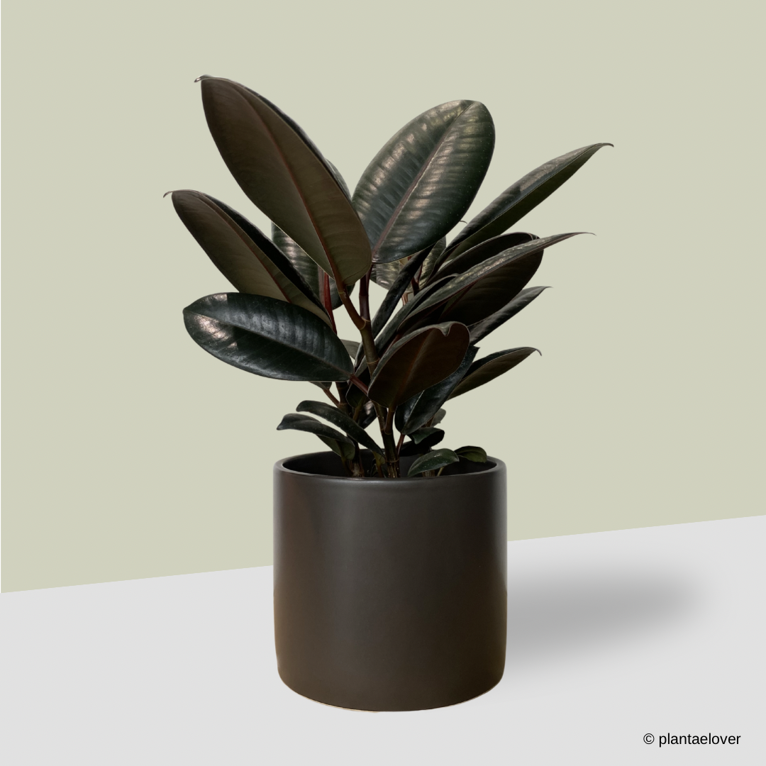 Ficus Elastica Burgundy in Space Pot