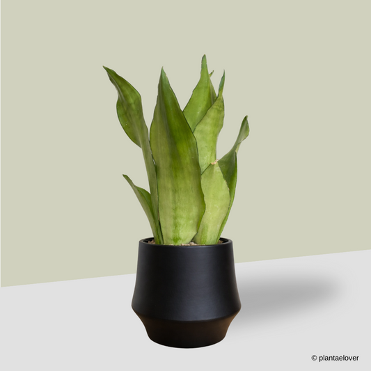 Sansevieria Moonshine in Lantern Pot