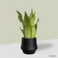 Sansevieria Moonshine in Lantern Pot