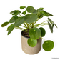 Pilea Peperomioides in Mocha Pot