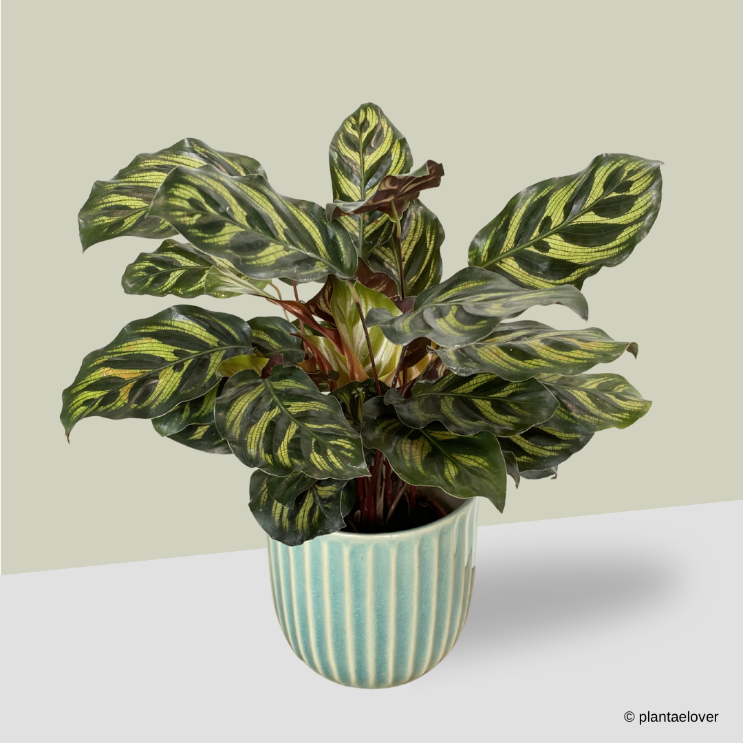 Calathea Makoyana in Teal Pot