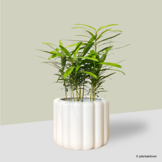 Podocarpus in Eclairs Pot
