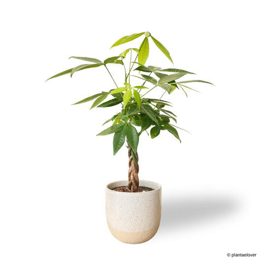 Pachira Aquatica in Squama Pot