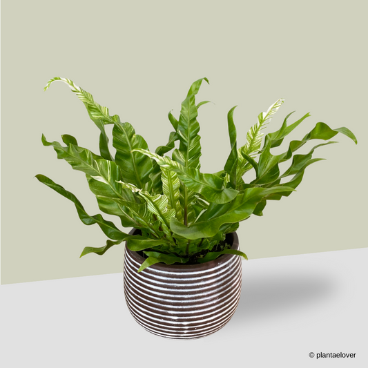 Bird’s Nest Fern Variegata in Cocoa Pot