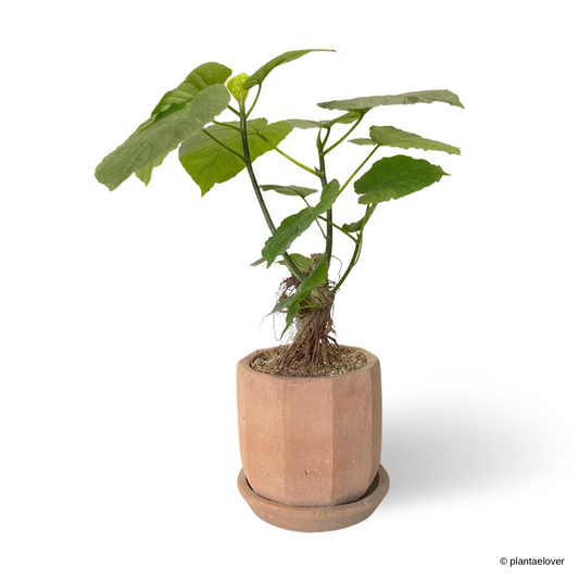 Ficus Umbellata in Olea Pot