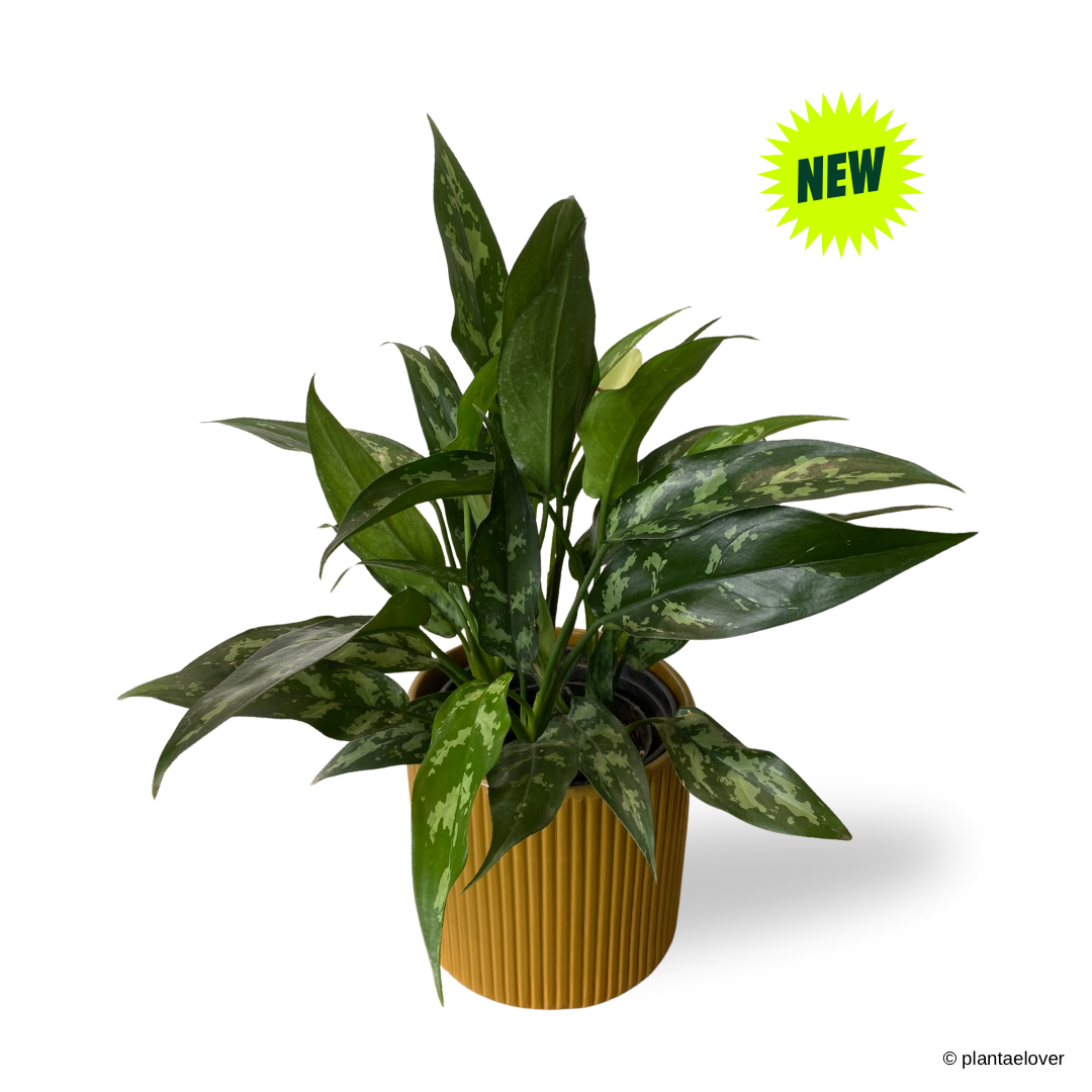 Aglaonema Maria in Cylindrica Pot