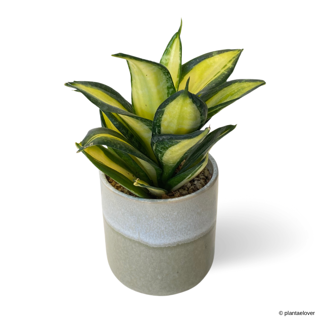 Sansevieria Hahnii Citrine Star in Basil Pot